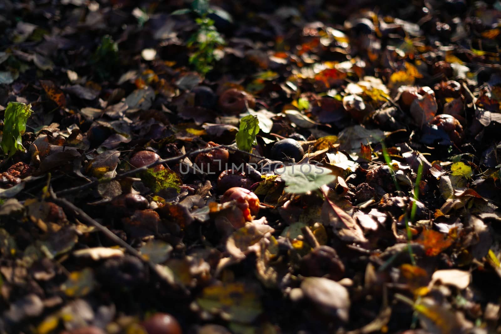 Rotten frozen apples on dark ground with orange leaves in apple garden. October frost.