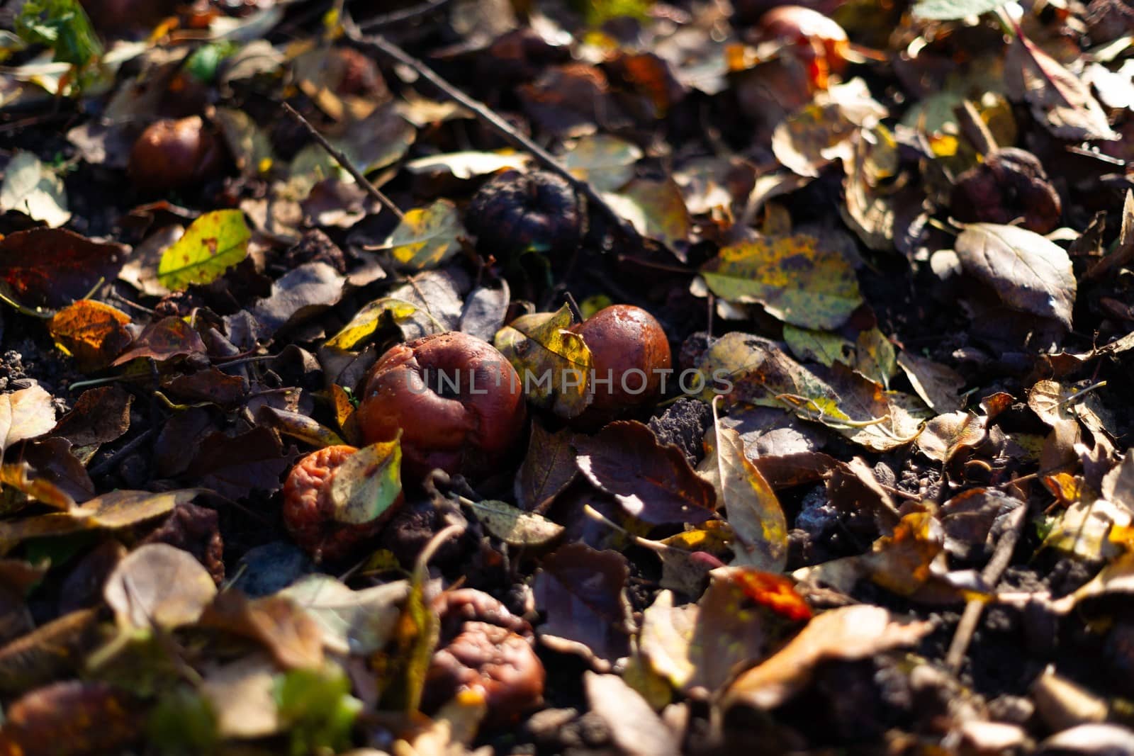 Rotten frozen apples on dark ground with orange leaves in apple garden. October frost. by alexsdriver