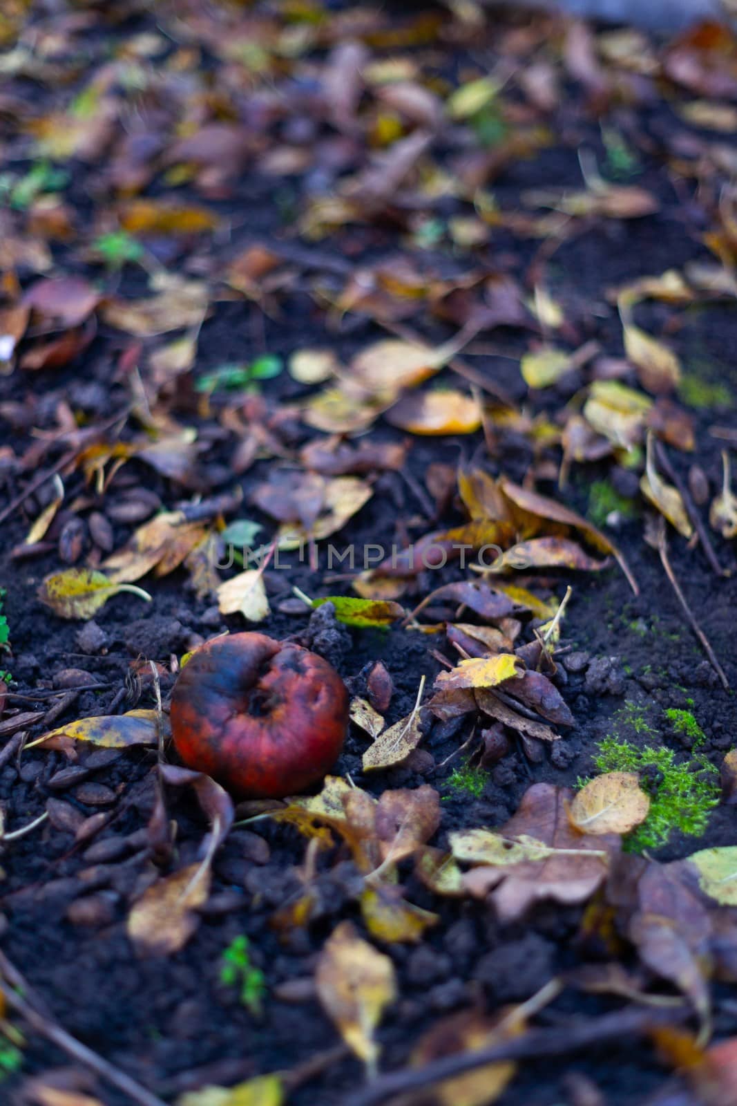 Rotten frozen apples on  dark ground with orange leaves in apple garden. October frost.