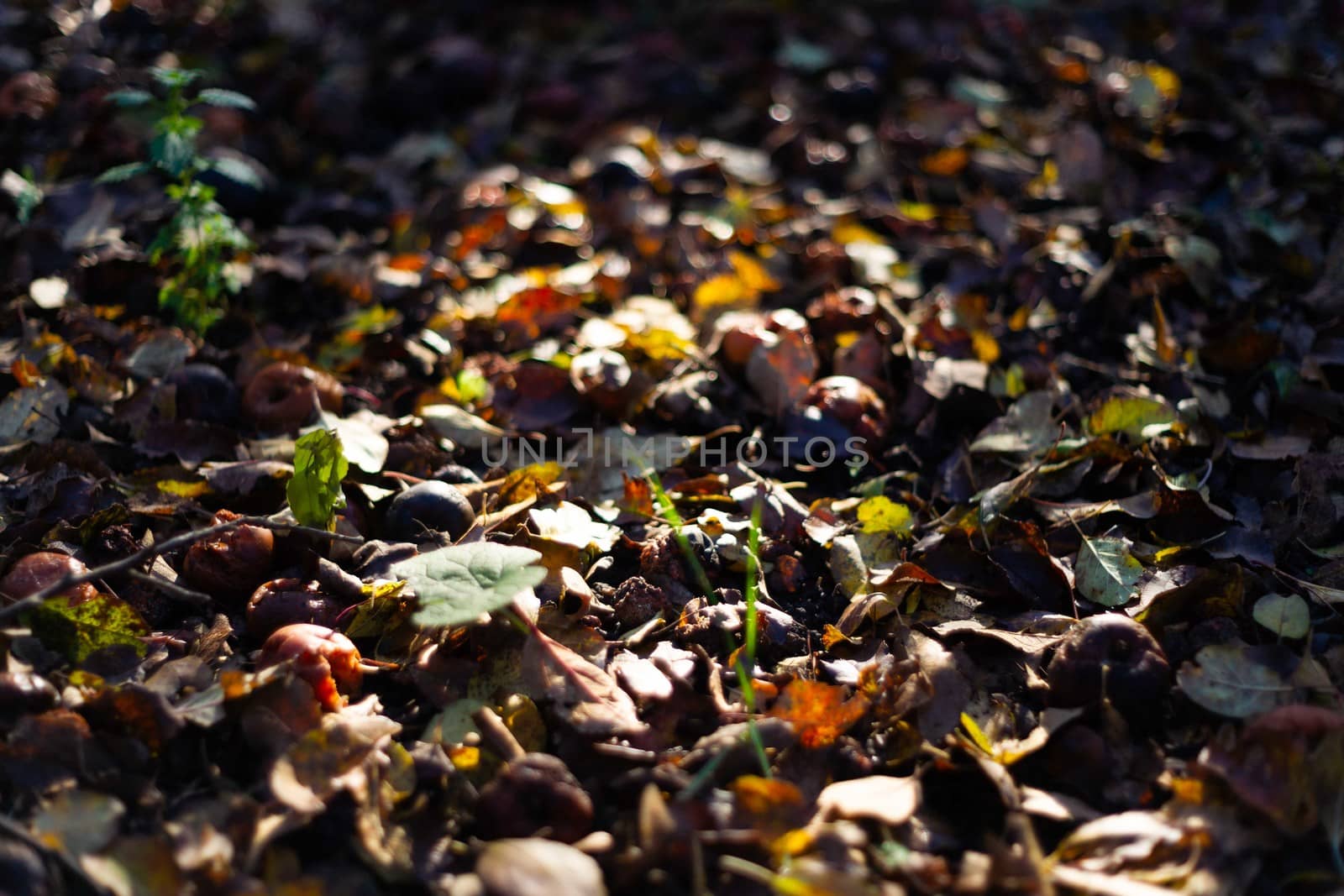 Rotten frozen apples on dark ground with orange leaves in apple garden. October frost.