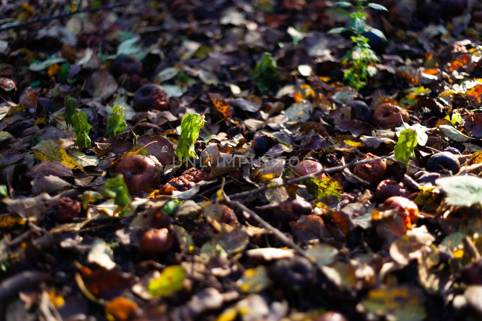 Rotten frozen apples on dark ground with orange leaves in apple garden. October frost. by alexsdriver