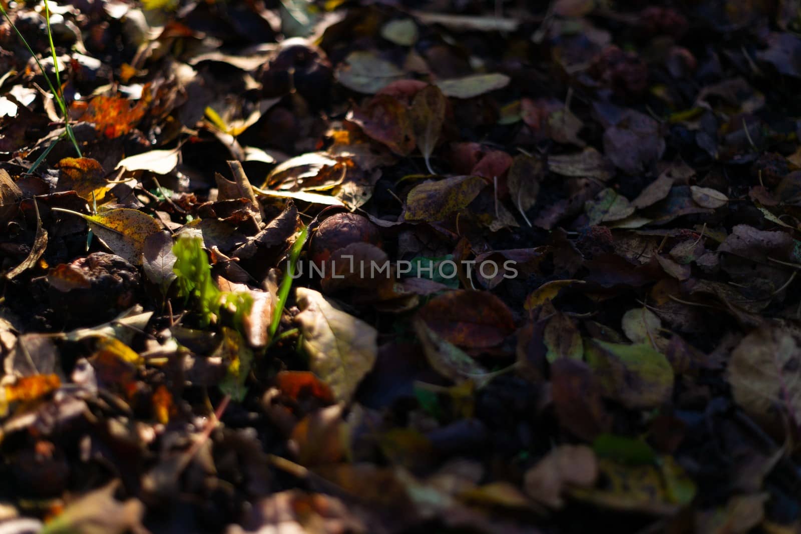 Rotten frozen apples on dark ground with orange leaves in apple garden. October frost.