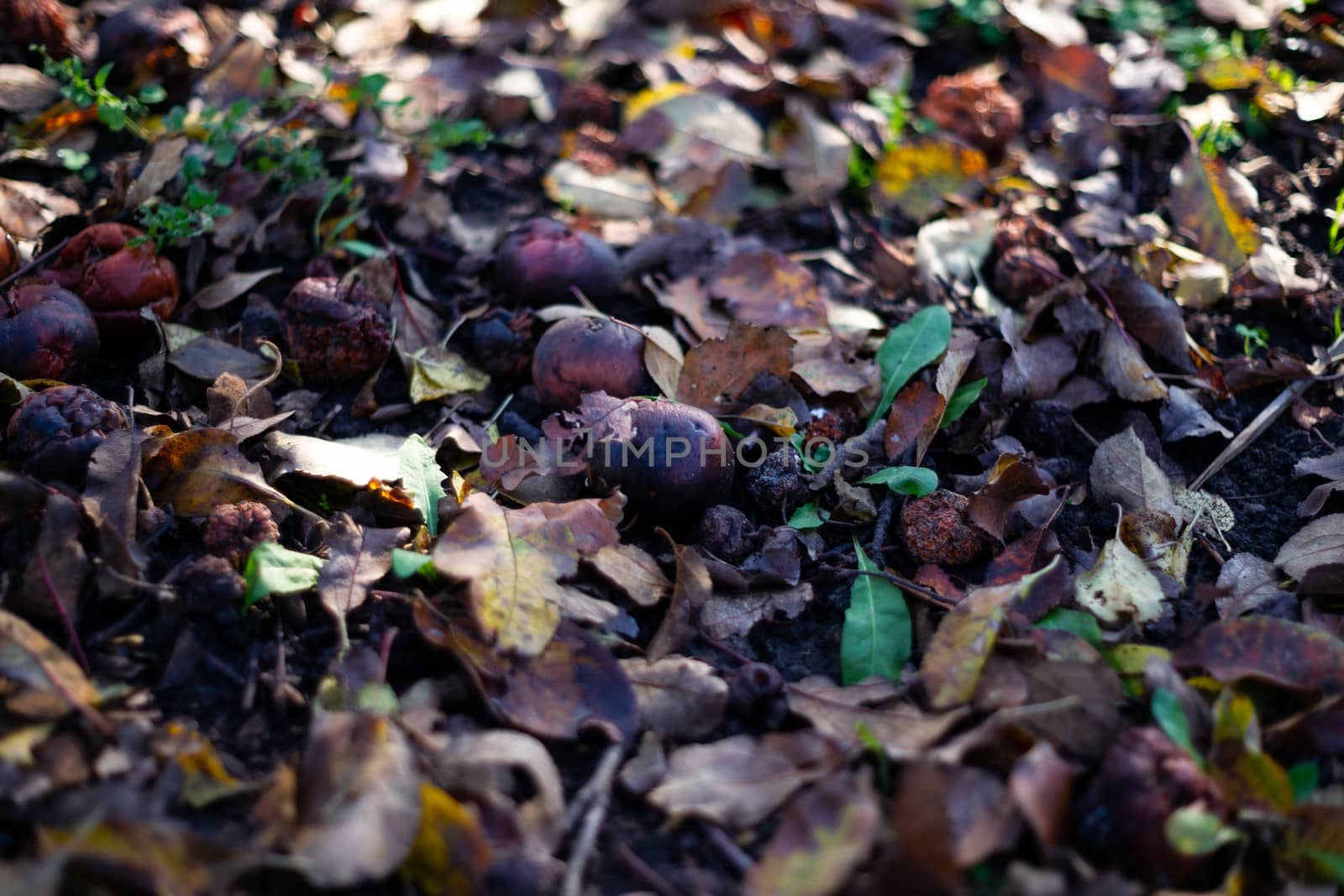 Rotten frozen apples on dark ground with orange leaves in apple garden. October frost. by alexsdriver