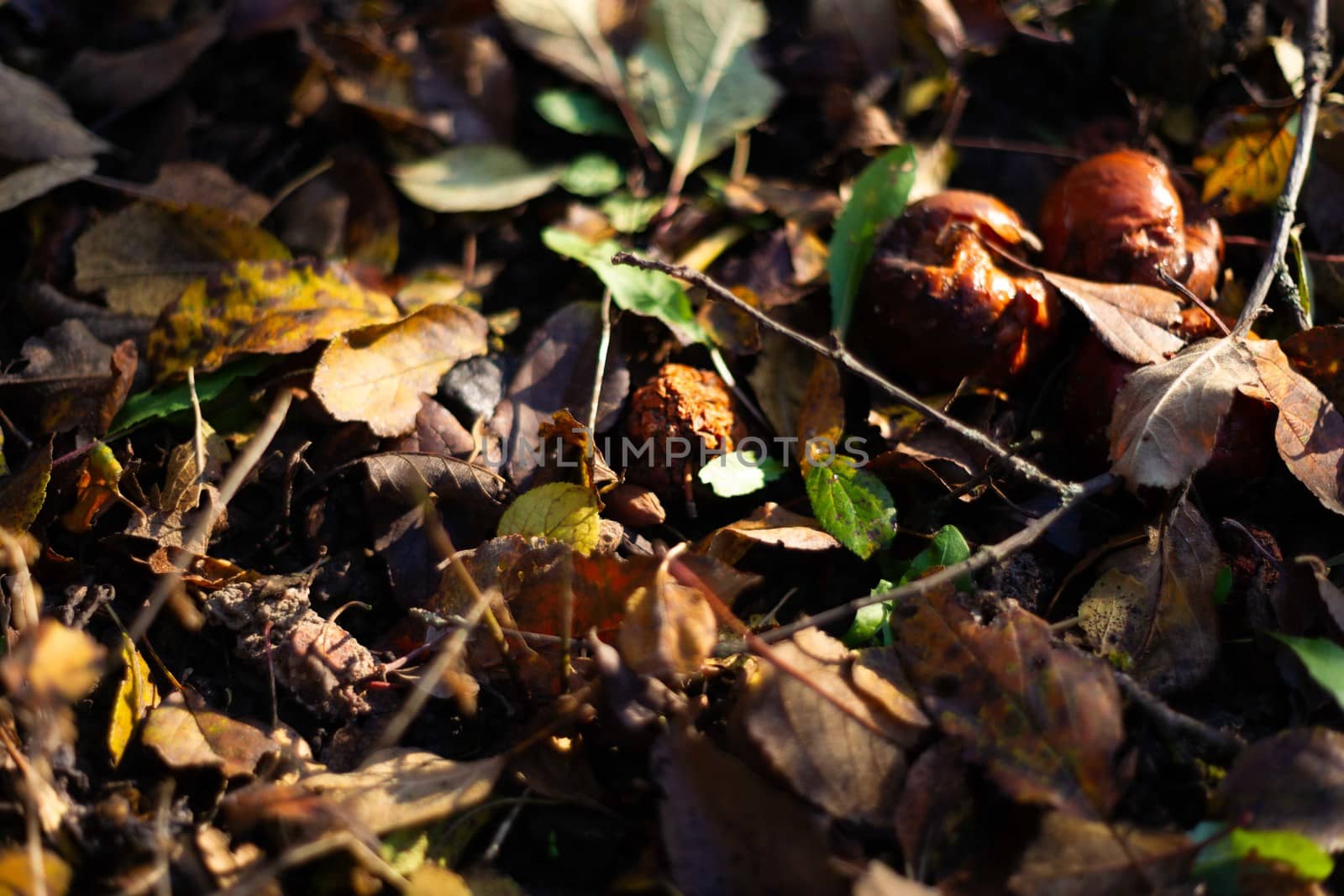 Rotten frozen apples on dark ground with orange leaves in apple garden. October frost. by alexsdriver