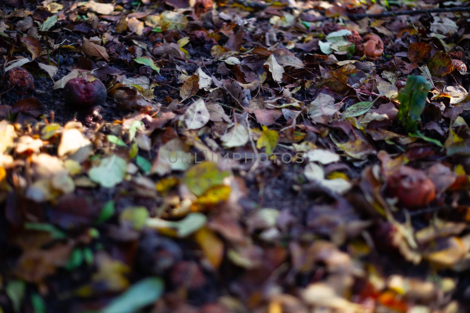 Rotten frozen apples on dark ground with orange leaves in apple garden. October frost.