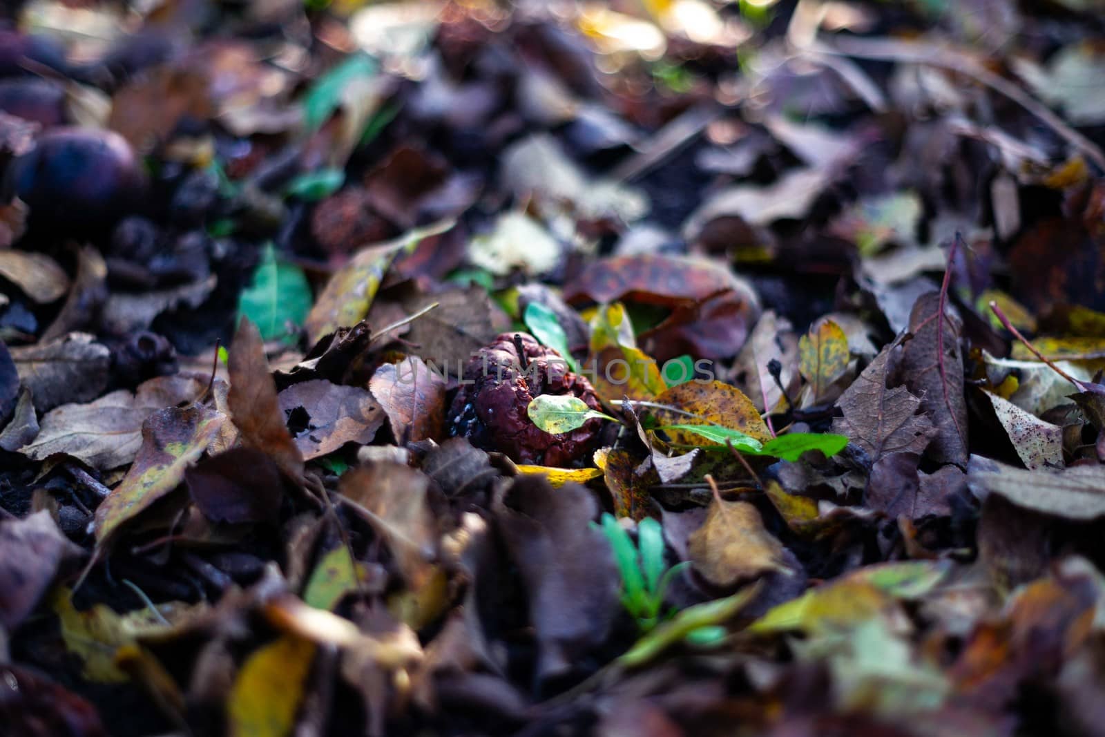 Rotten frozen apples on dark ground with orange leaves in apple garden. October frost.