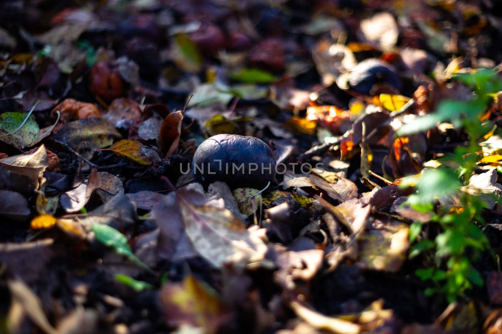 Rotten frozen apples on dark ground with orange leaves in apple garden. October frost and blurred background. by alexsdriver