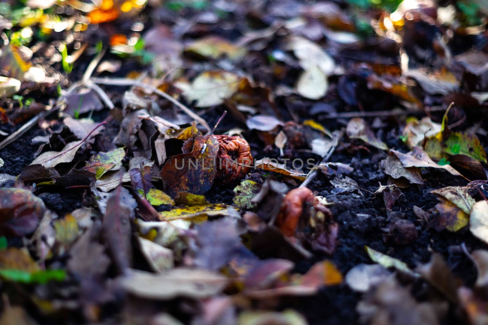 Rotten frozen apples on dark ground with orange leaves in apple garden. October frost. by alexsdriver