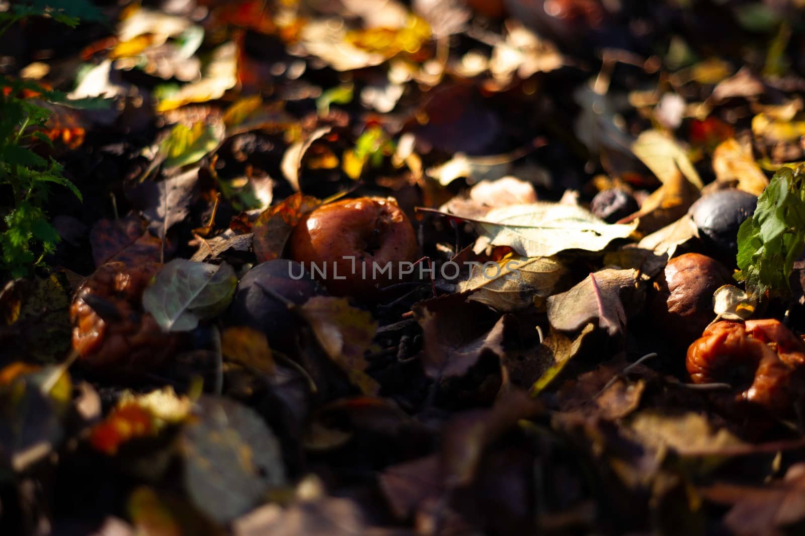 Rotten frozen apples on dark ground with orange leaves in apple garden. October frost. by alexsdriver