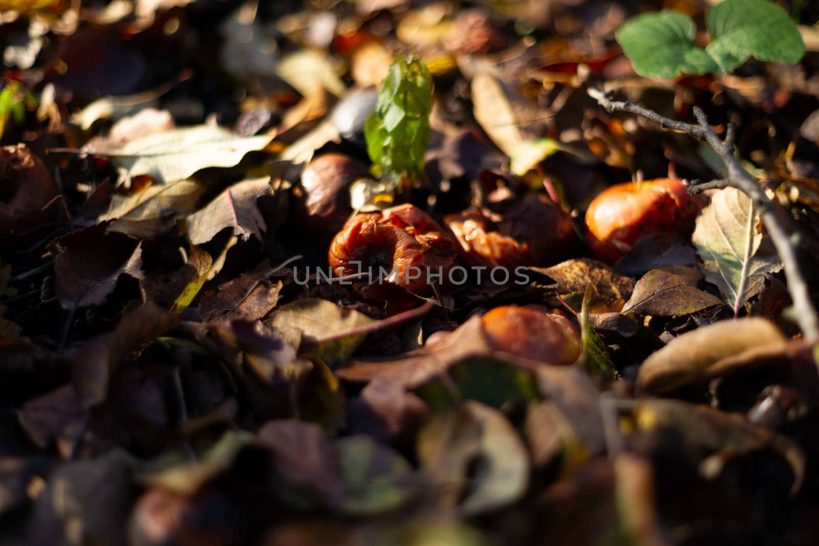 Rotten frozen apples on dark ground with orange leaves in apple garden. October frost and blurred background.