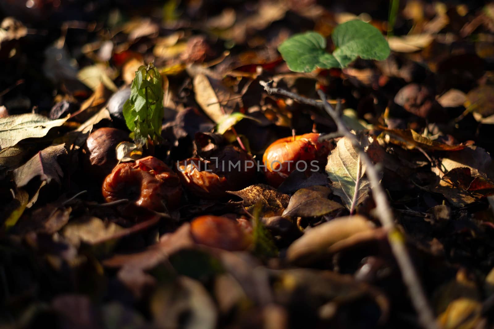 Rotten frozen apples on dark ground with orange leaves in apple garden. October frost and blurred background. by alexsdriver