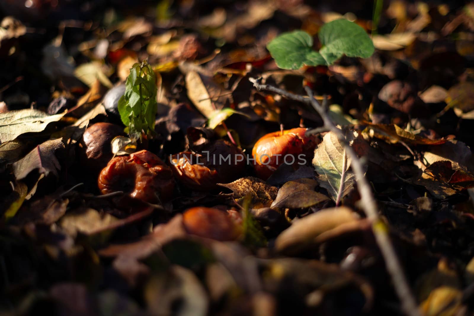 Rotten frozen apples on dark ground with orange leaves in apple garden. October frost and blurred background.