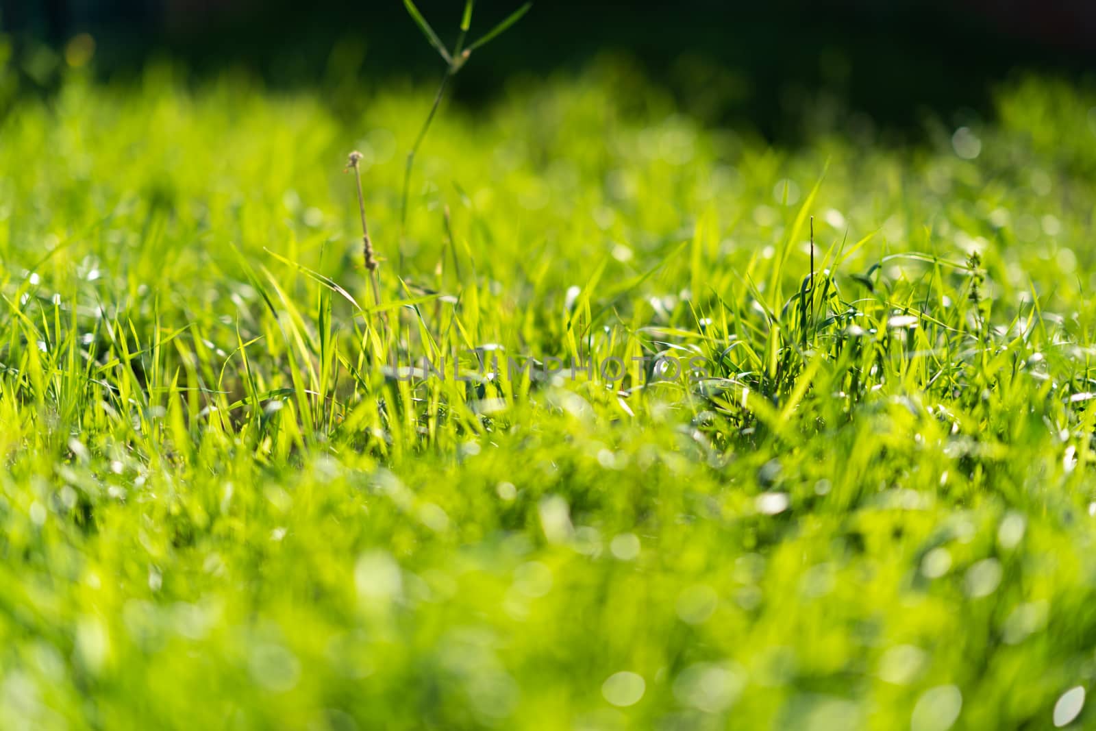 Very green and fresh grass. Symbol of freshness and natural. Brightness and hue colour. Close-up view. by alexsdriver