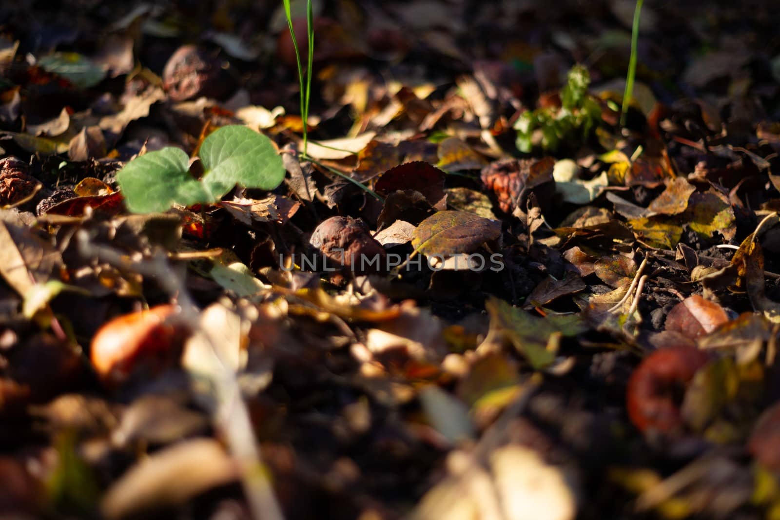 Rotten frozen apples on dark ground with orange leaves in apple garden. October frost and blurred background. by alexsdriver