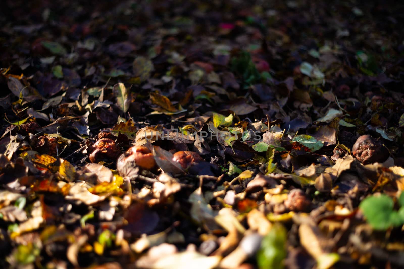 Rotten frozen apples on dark ground with orange leaves in apple garden. October frost and blurred background.