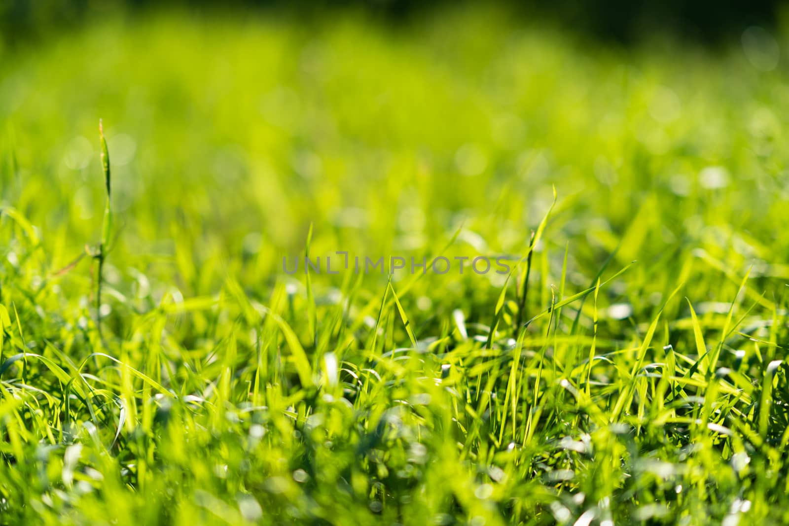 Very green and fresh grass. Symbol of freshness and natural. Brightness and hue colour. Close-up view. by alexsdriver