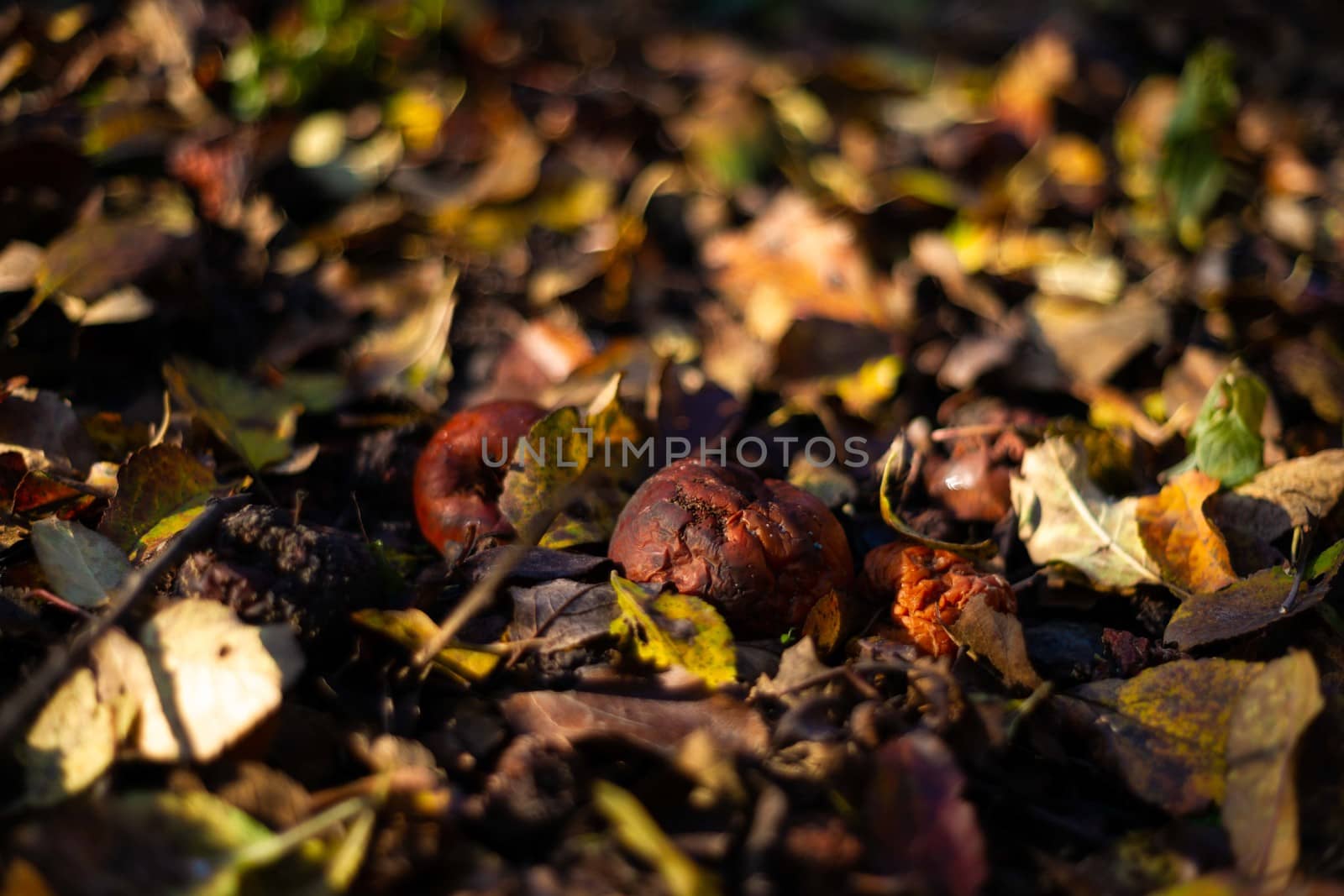 Rotten frozen apples on dark ground with orange leaves in apple garden. October frost and blurred background.