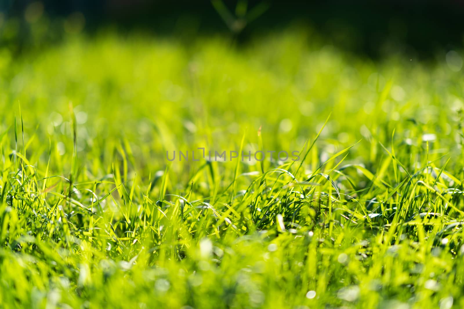 Very green and fresh grass. Symbol of freshness and natural. Brightness and hue colour. Close-up view. by alexsdriver