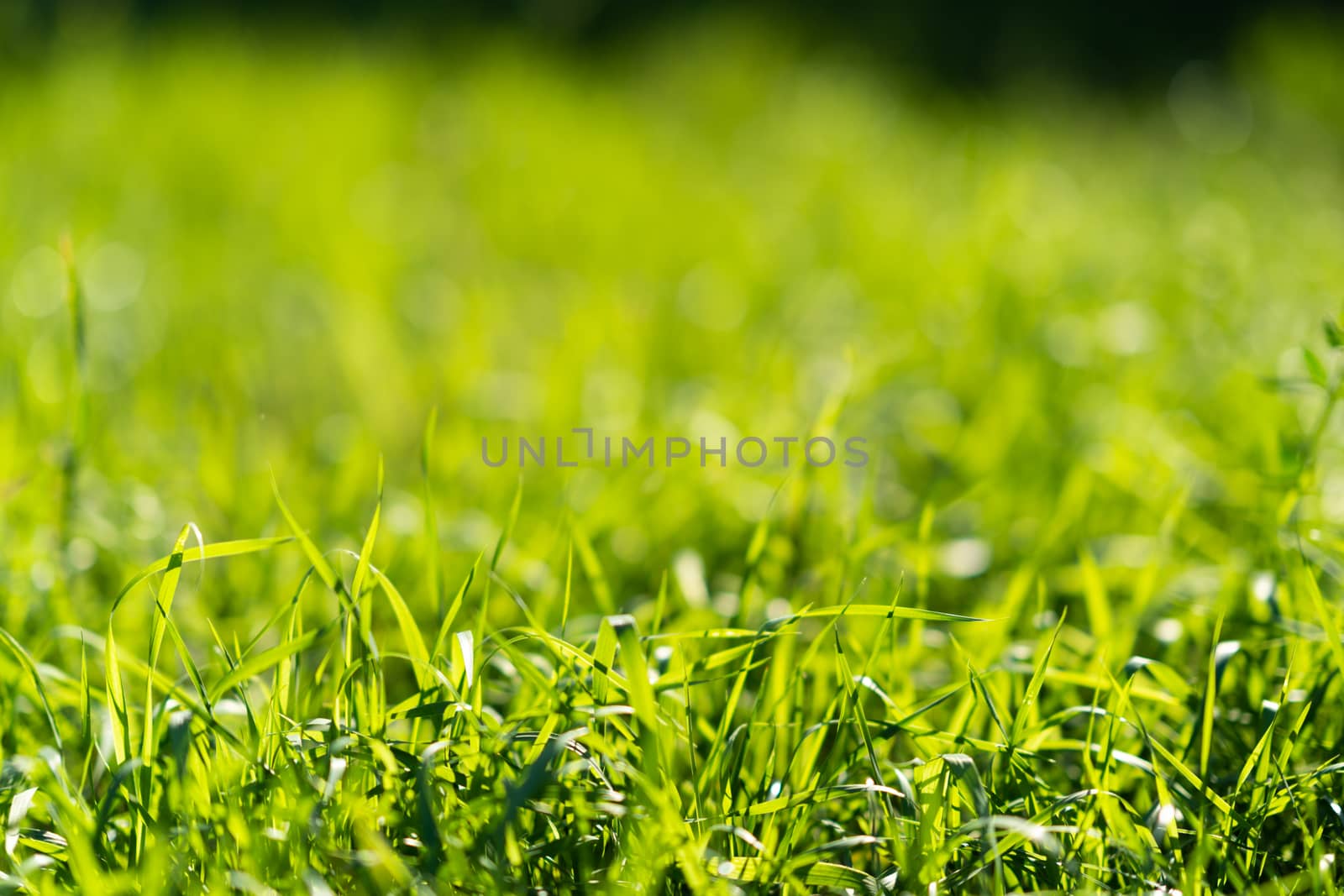 Very green and fresh grass. Symbol of freshness and natural. Brightness and hue colour. Close-up view. by alexsdriver