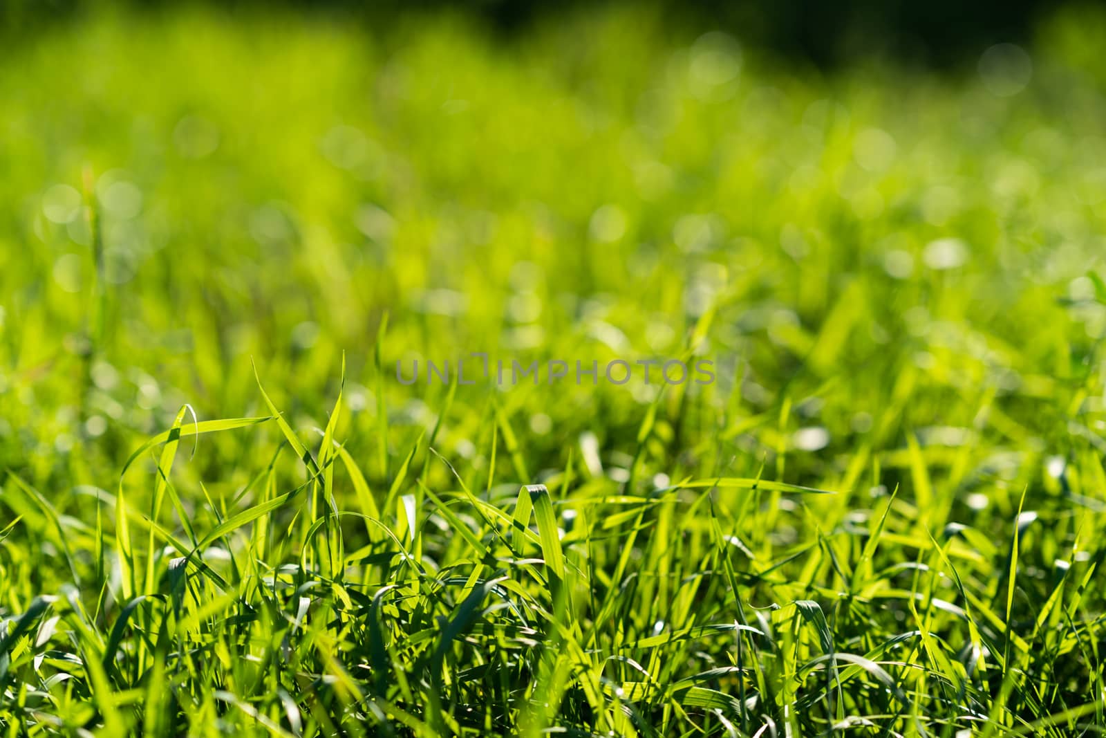 Very green and fresh grass. Symbol of freshness and natural. Brightness and hue colour. Close-up view.