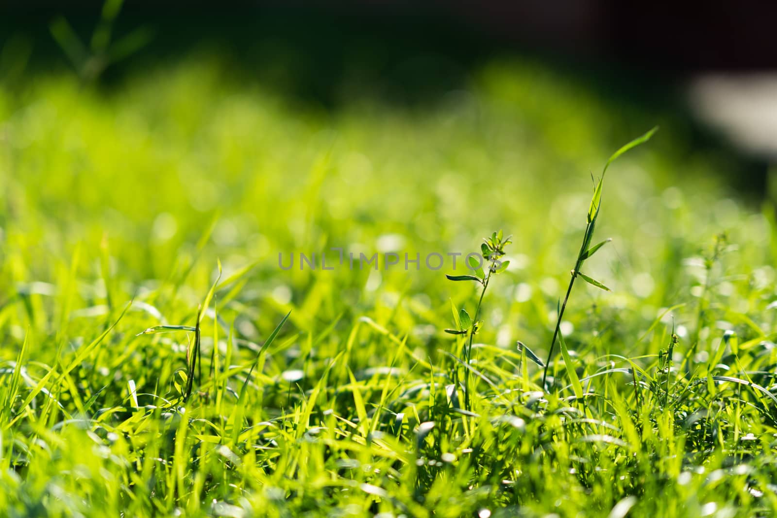 Very green and fresh grass. Symbol of freshness and natural. Brightness and hue colour. Close-up view. by alexsdriver