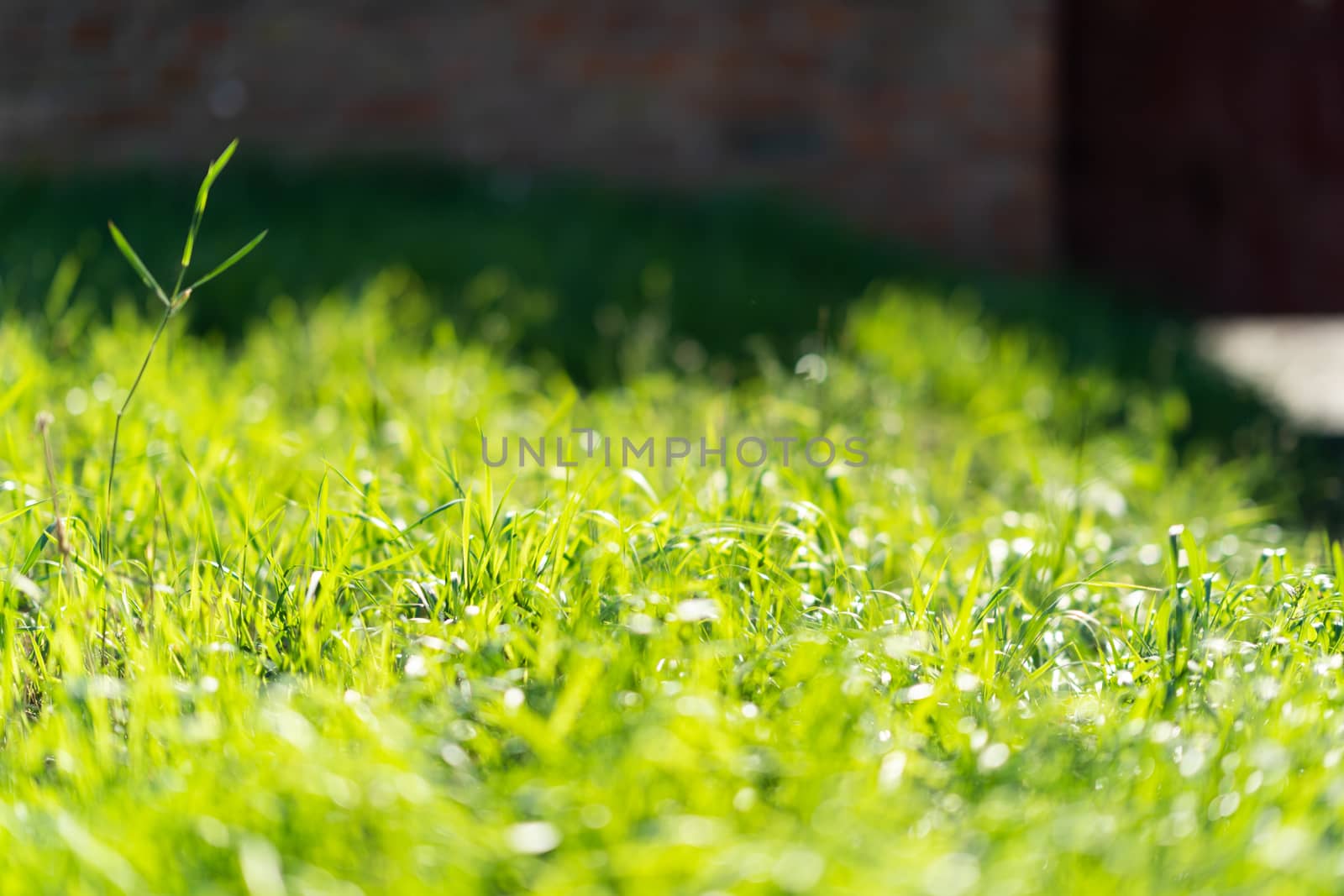 Very green and fresh grass. Symbol of freshness and natural. Brightness and hue colour. Close-up view. by alexsdriver