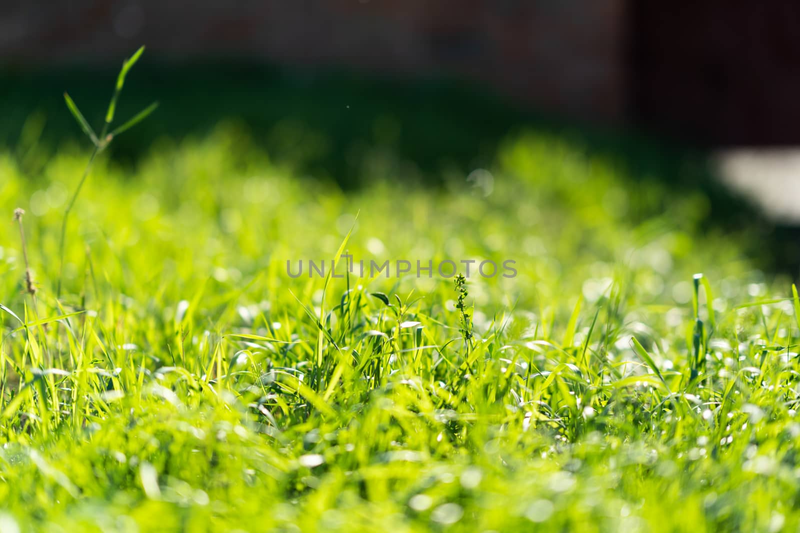 Very green and fresh grass. Symbol of freshness and natural. Brightness and hue colour. Close-up view.