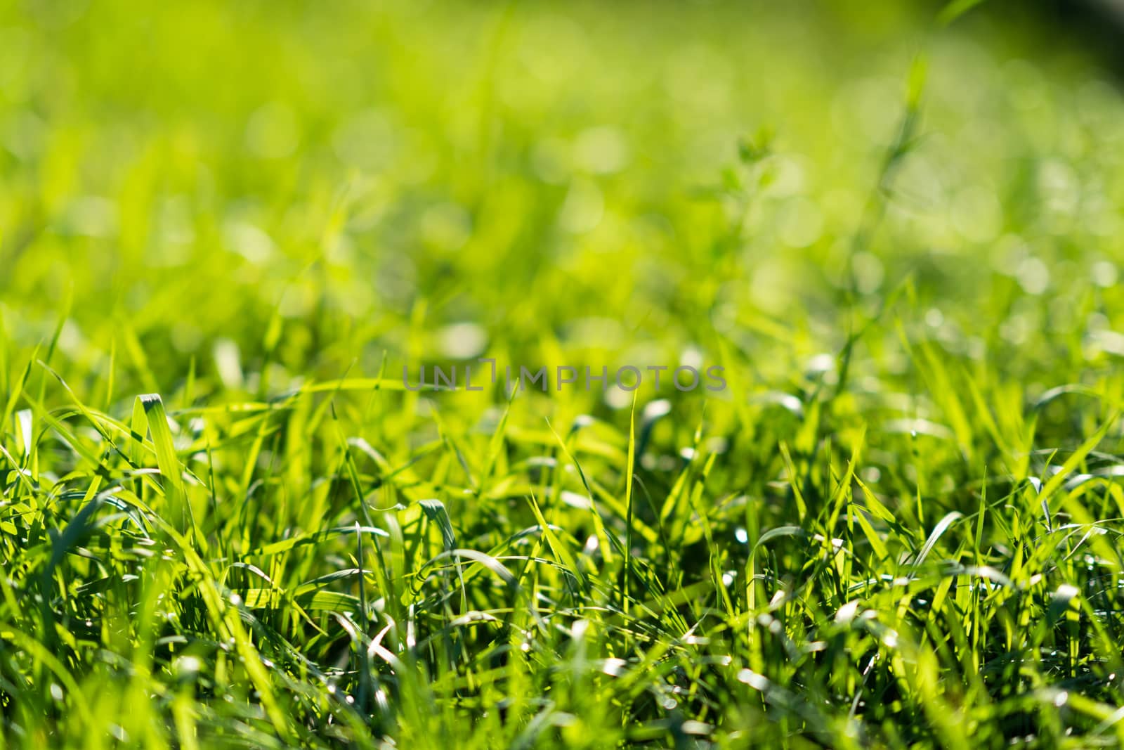 Very green and fresh grass. Symbol of freshness and natural. Brightness and hue colour. Close-up view.