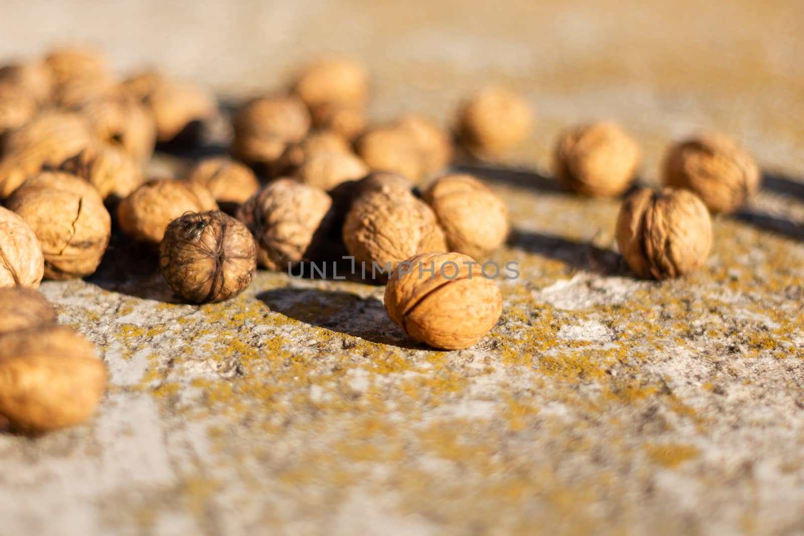 Ripe walnuts on concrete foundation with dry green moss and blurred background.