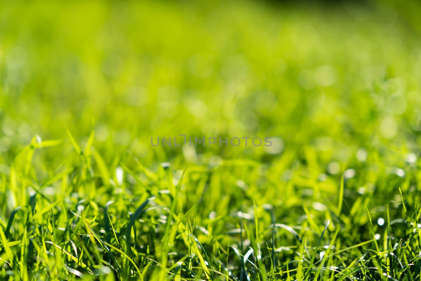 Very green and fresh grass. Symbol of freshness and natural. Brightness and hue colour. Close-up view. by alexsdriver