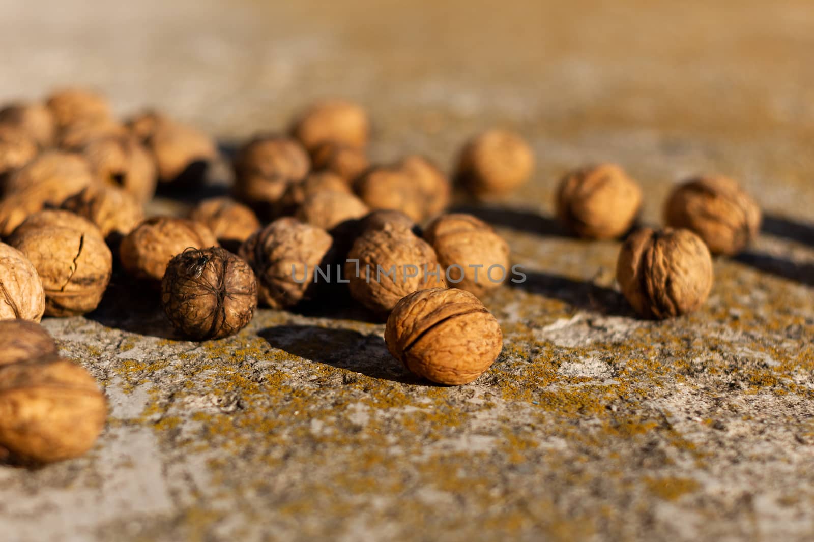 Ripe walnuts on concrete foundation with dry green moss and blurred background.