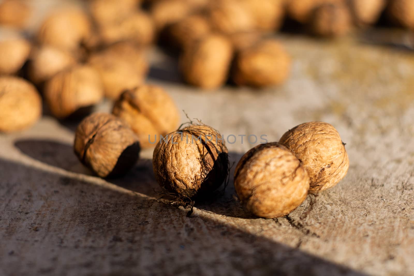 Ripe walnuts on concrete foundation with dry green moss and blurred background.