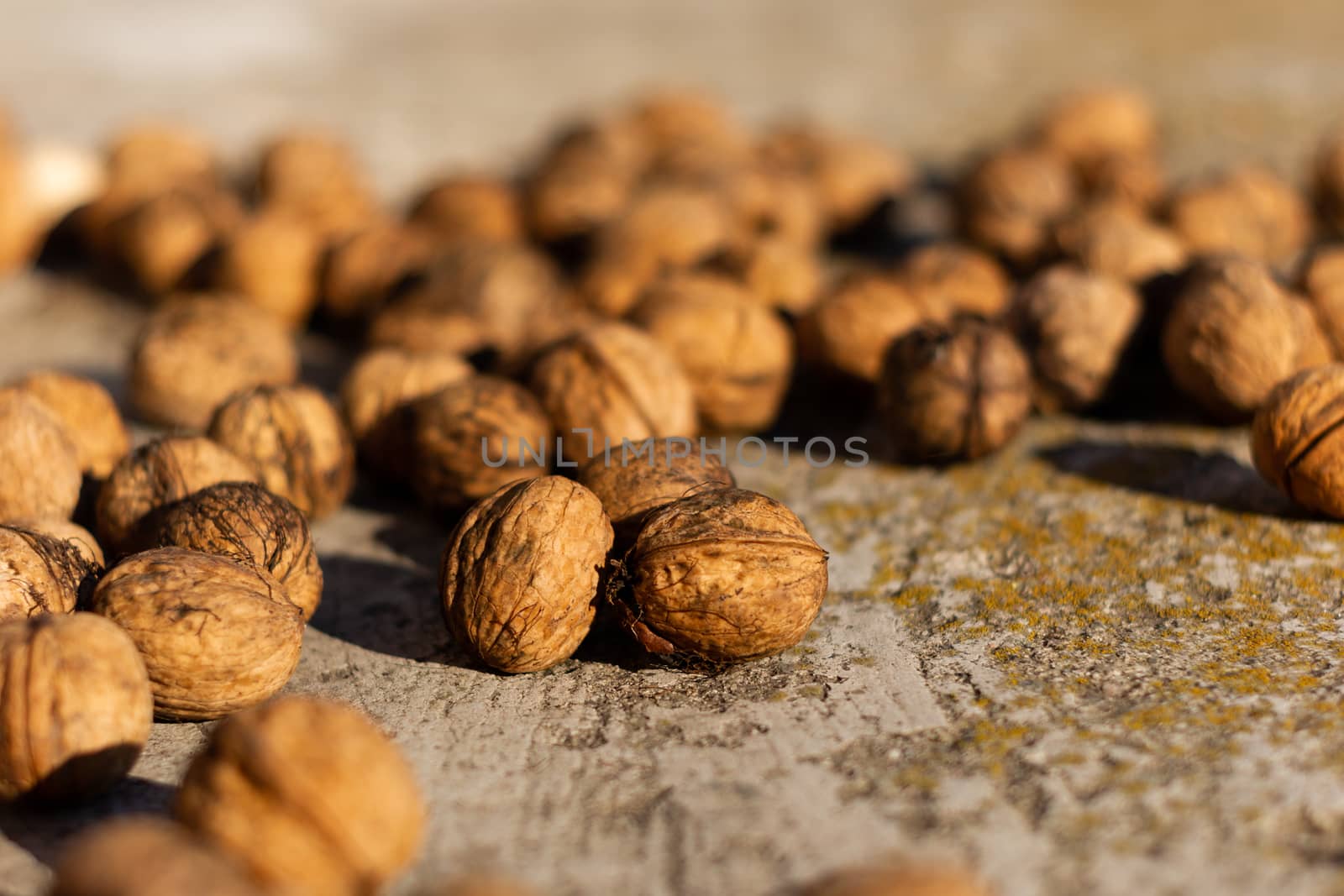 Ripe walnuts on concrete foundation with dry green moss and blurred background.