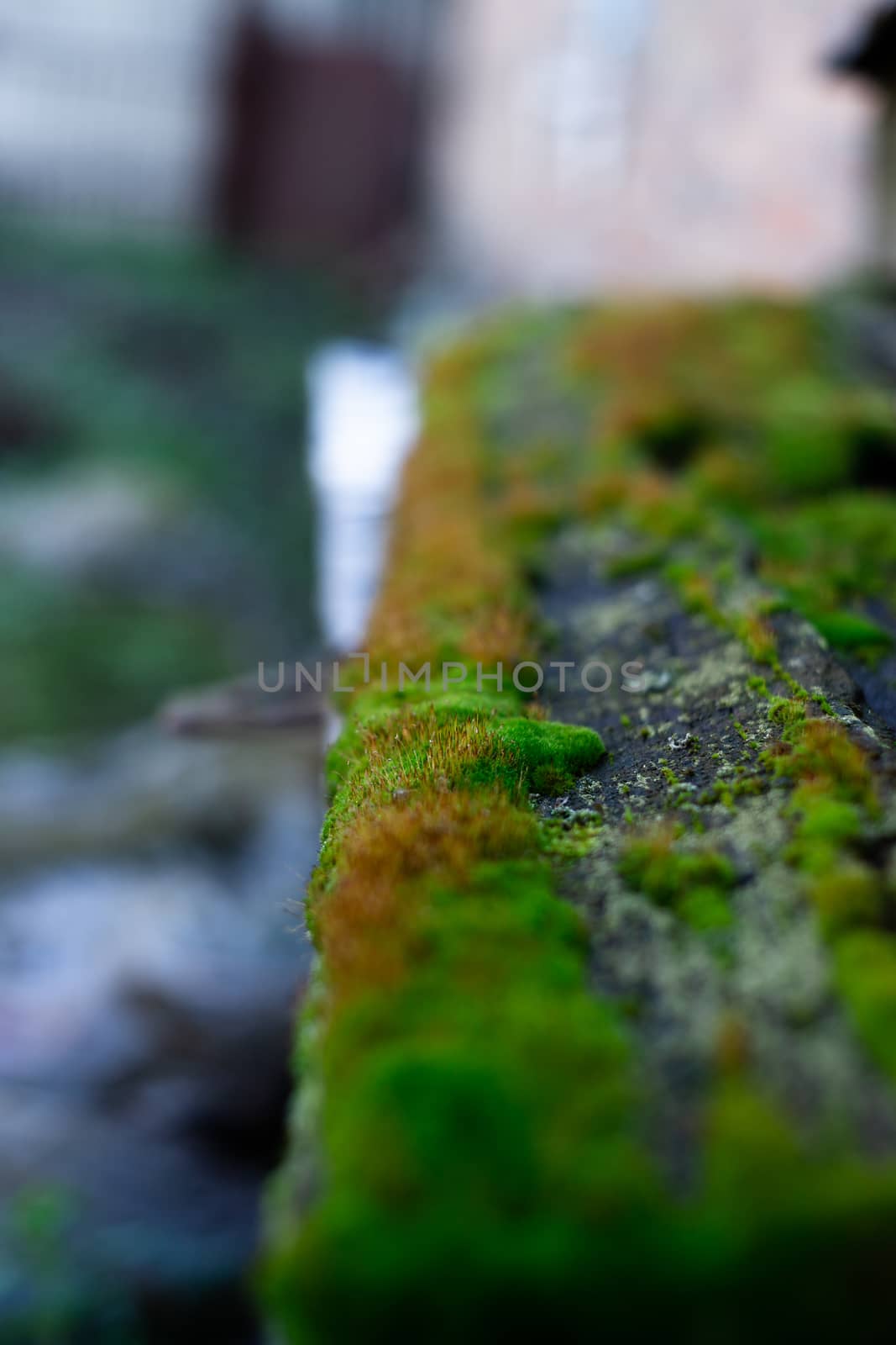 Hue green moss on wood bench surface. Wet wood and soft moss. Blurred background. Soft focus. by alexsdriver