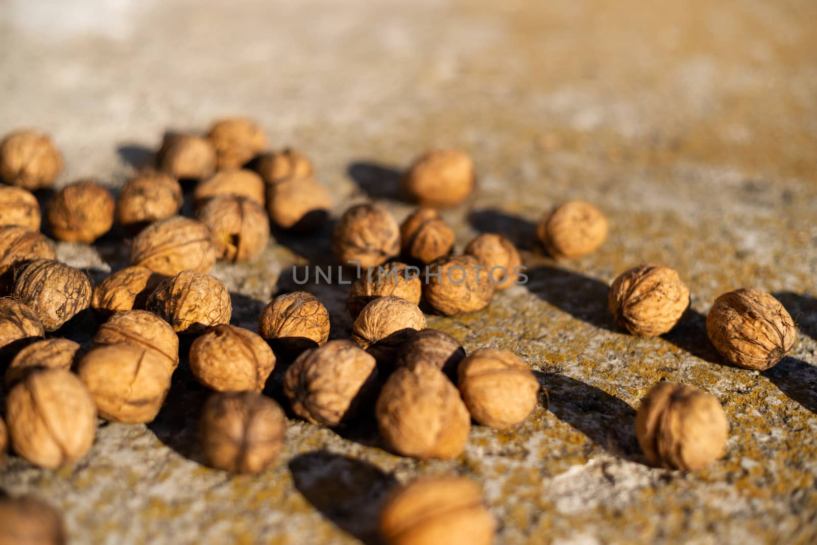 Ripe walnuts on concrete foundation with dry green moss and blurred background. by alexsdriver