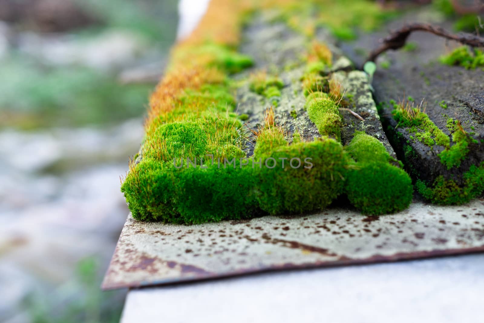 Hue green moss on wood bench surface. Wet wood and soft moss. Blurred background. Soft focus.