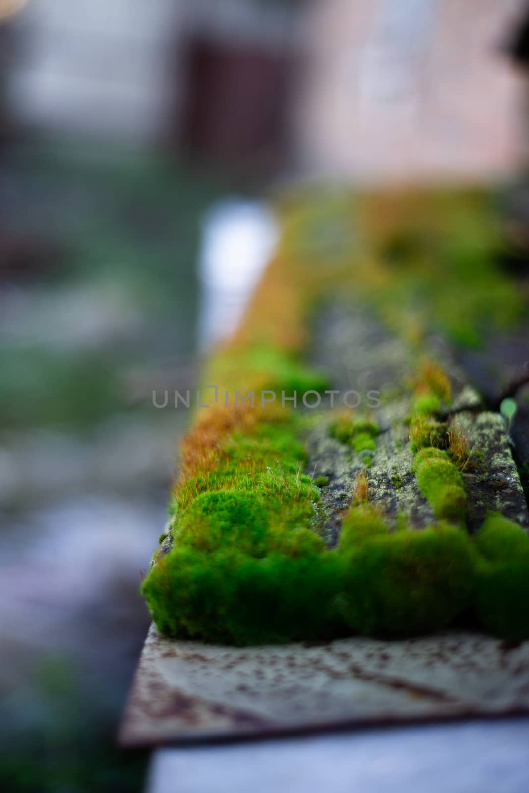 Hue green moss on wood bench surface. Wet wood and soft moss. Blurred background. Soft focus. by alexsdriver