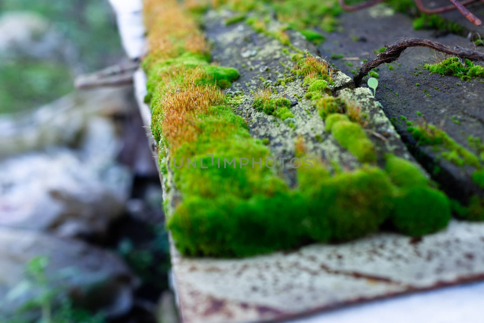 Hue green moss on wood bench surface. Wet wood and soft moss. Blurred background. Soft focus.