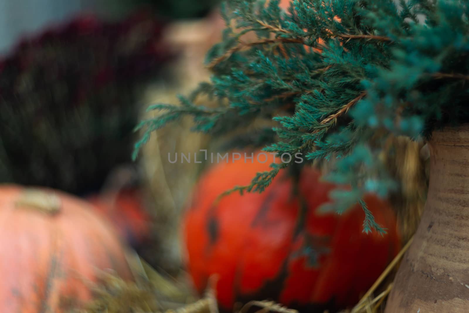 Pumpkin and straw near green thuja in front of stone wall. Halloween decoration.