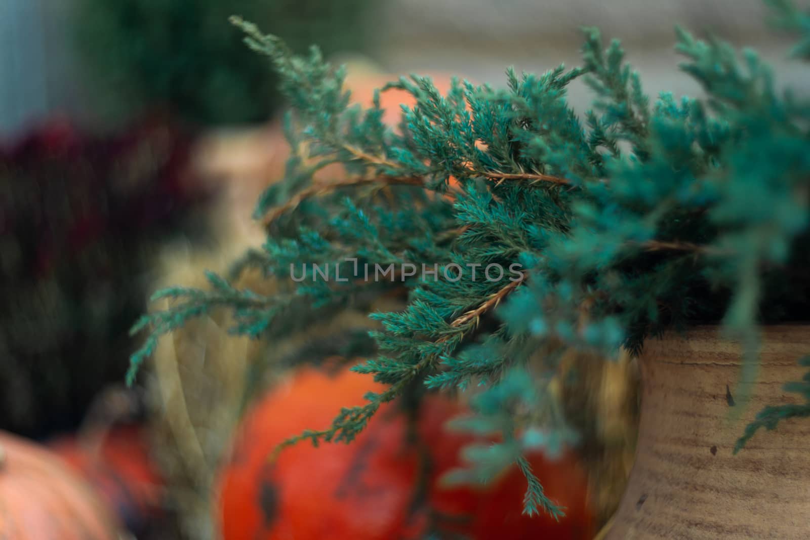 Pumpkin and straw near green thuja in front of stone wall. Halloween decoration.