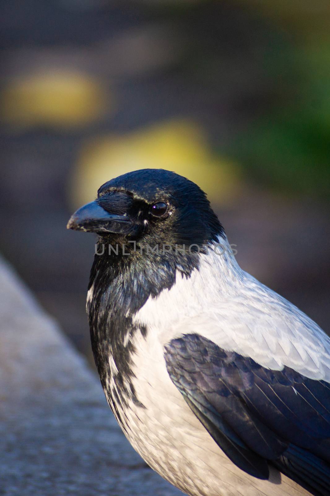 The city crow with black anf gray feathers on stone border with blurred background.