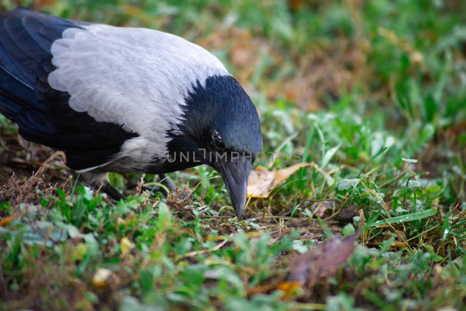 The crow with gray and black ffeathers on green grass