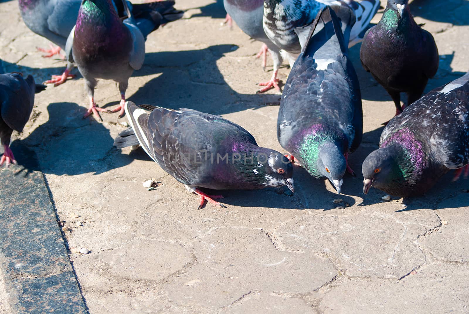 City doves fighting for piece of bread on main square of city. Colorful birds.