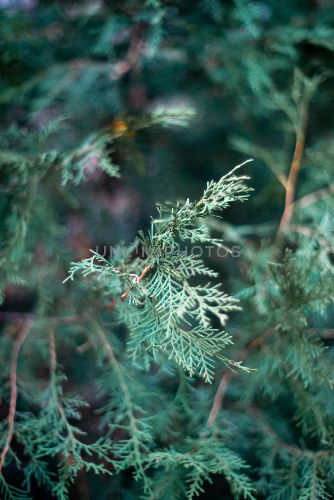 The thuja leaves in close-up view. Late fall, first snow. Good texture and pattern. Dark green colours, low light photo.