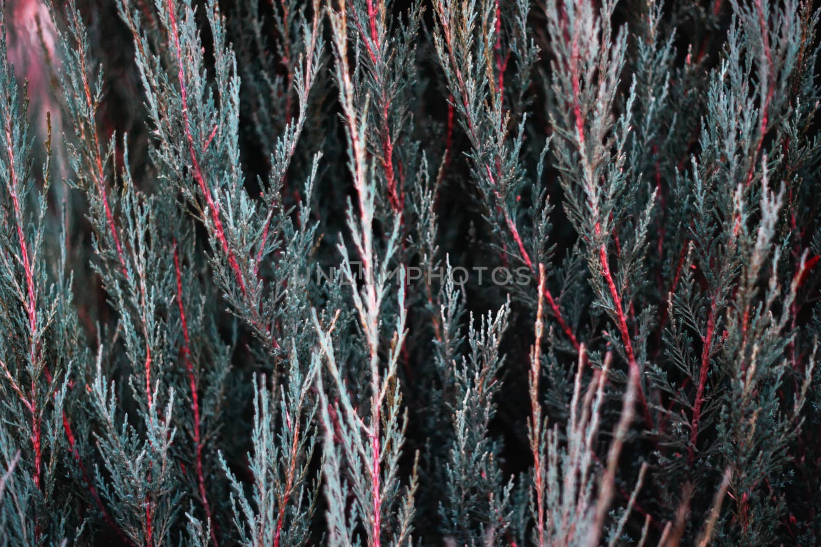 Tuja leaves closeup. Leaves are dark green colour and branches are dark red colour.