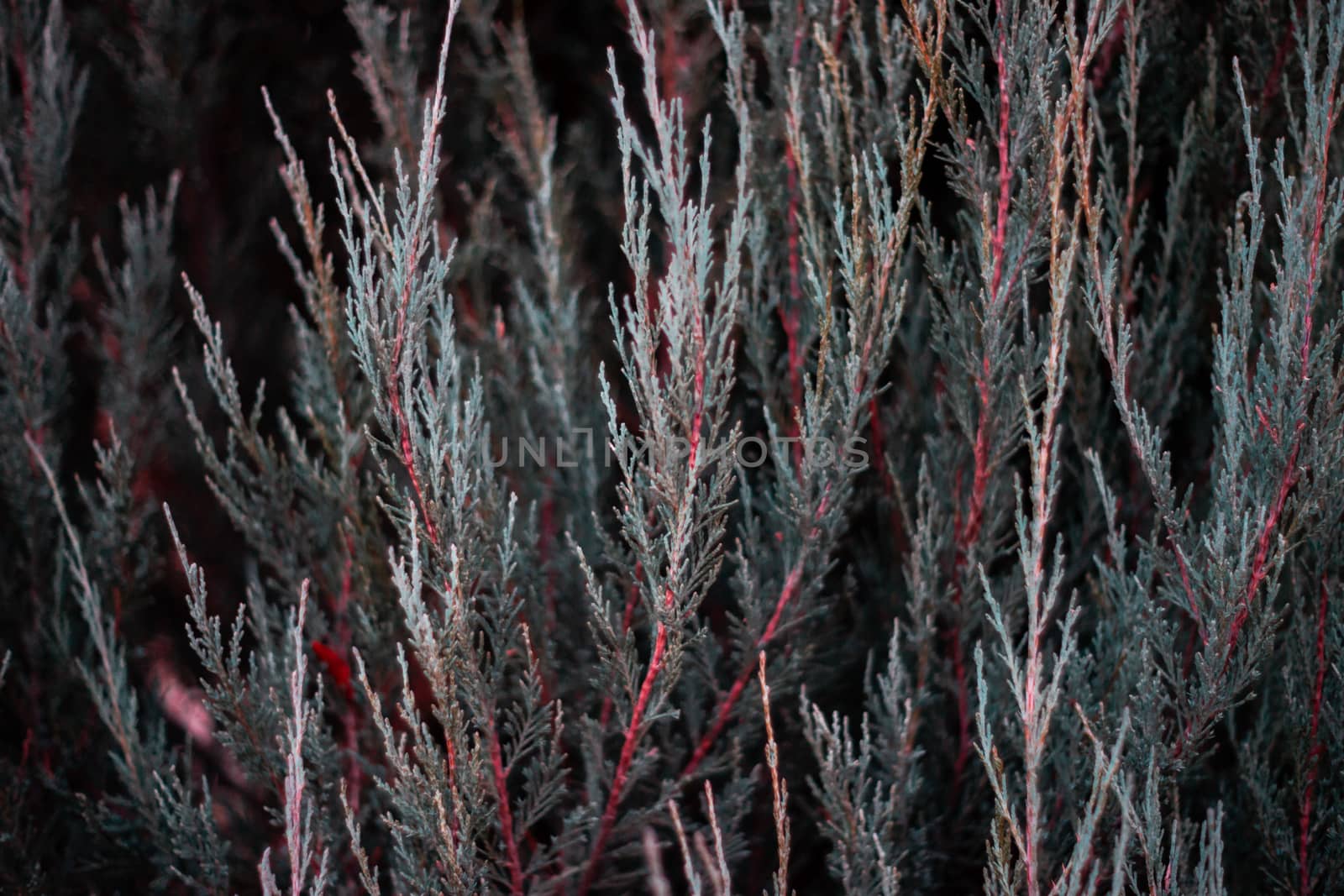 Tuja leaves closeup. Leaves are dark green colour and branches are dark red colour.