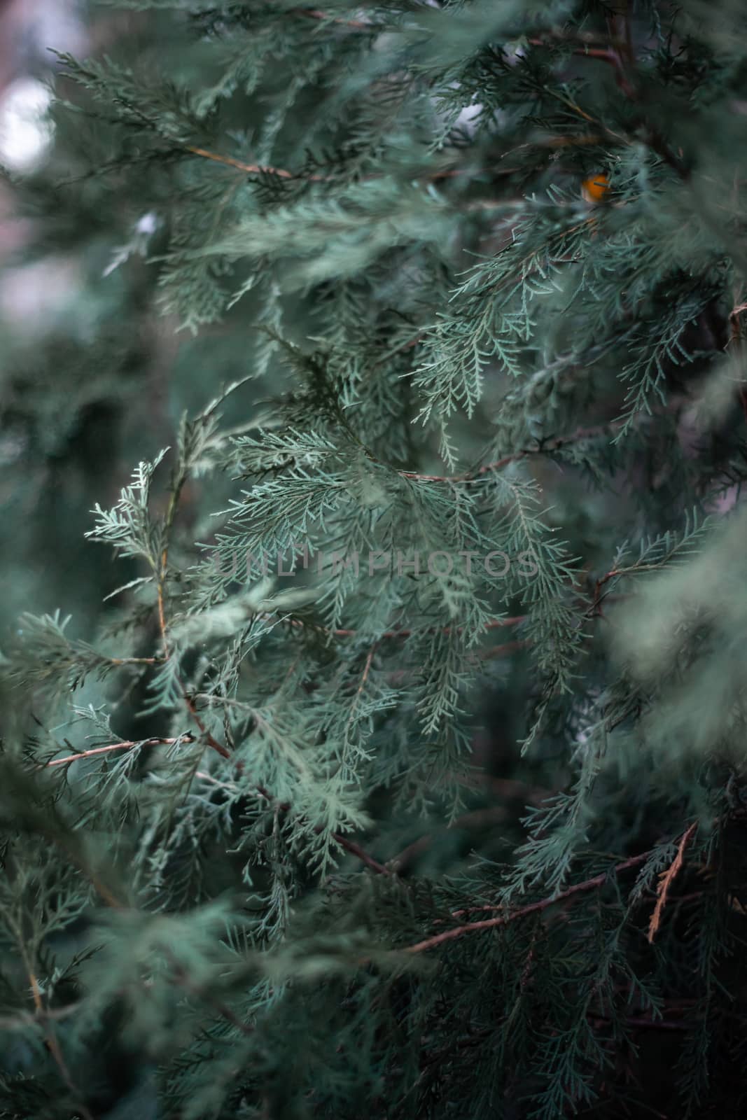 The thuja leaves in close-up view. Late fall, first snow. Good texture and pattern. Dark green colours, low light photo.