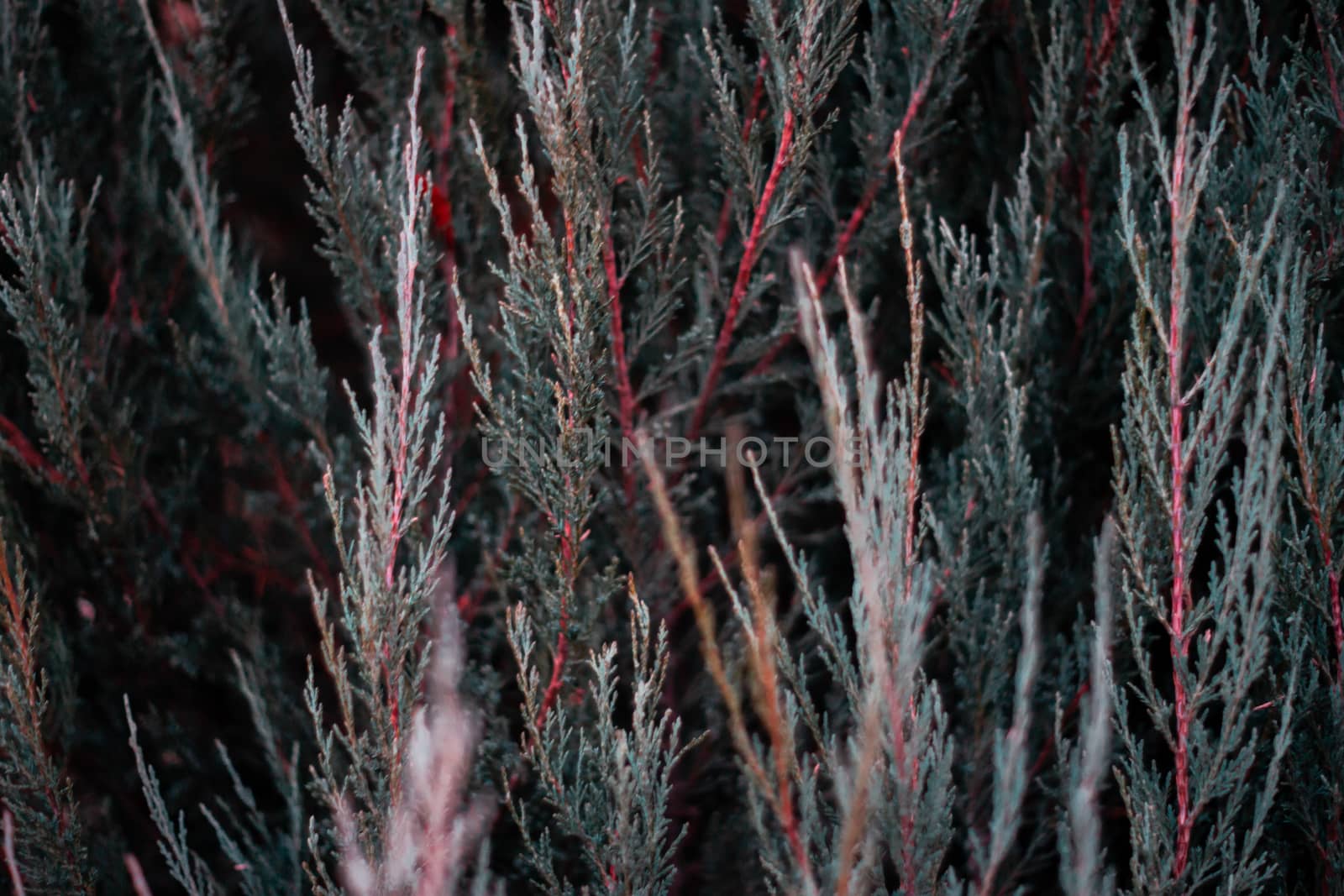 Tuja leaves closeup. Leaves are dark green colour and branches are dark red colour. 