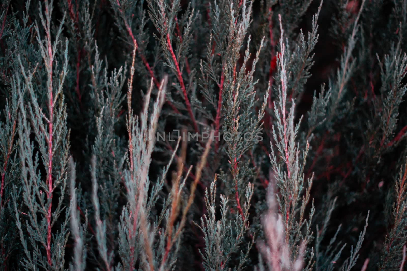 Tuja leaves closeup. Leaves are dark green colour and branches are dark red colour. 