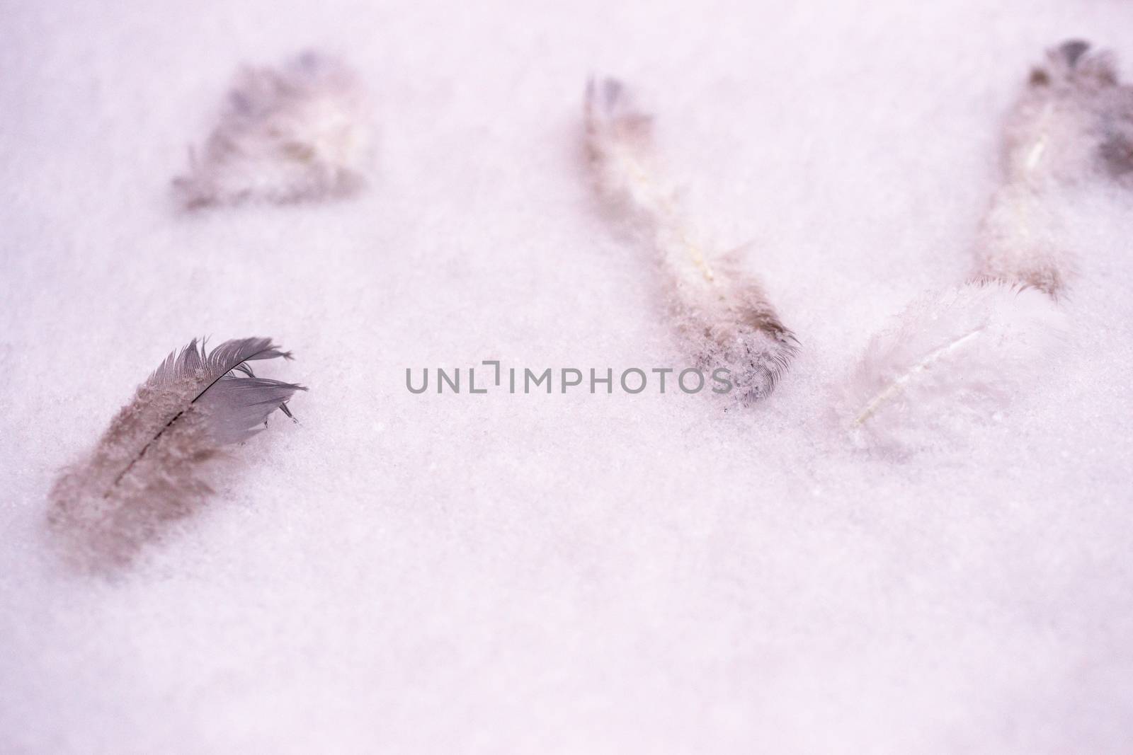 The bird feathers on crystal white dry snow. Dove feathers. Soft focus photo.